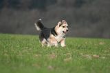 CORGI PEMBROKE 1466